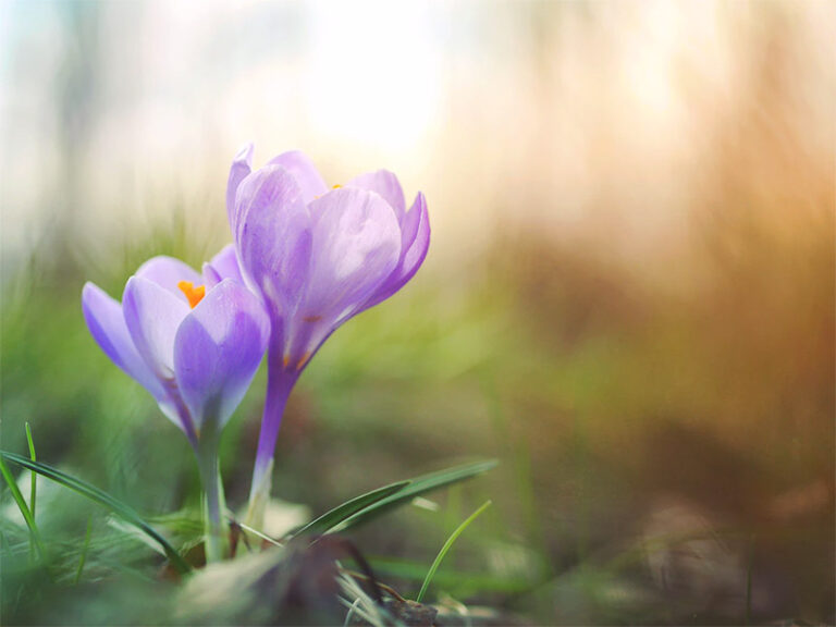 Beautiful Free Spring Wallpapers and Desktop Backgrounds