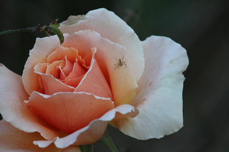 Spider on a Rose